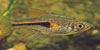 Rasbora hengeli
