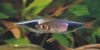 Rasbora heteromorpha