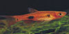 Rasbora kalochroma