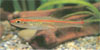 Rasbora pauciperforata