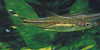 RasboraTrilineata