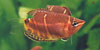 Sphaerichthys o. osphromenoides
