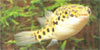 Tetraodon nigroviridis