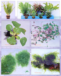 Aquatic Plants