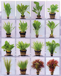 Aquatic Plants