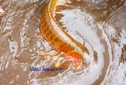 Arowana