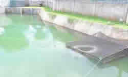 Arowana Farm