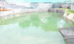 Arowana Farm