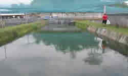 Arowana Farm