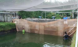 Arowana Farm