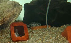 Hypancistrus Zebra Farm