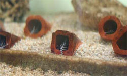Hypancistrus Zebra Farm