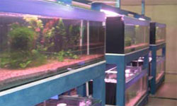 Red Crystal Farm
