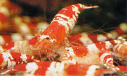 Red Crystal Farm