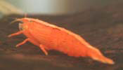 Atyopsis Moculensis