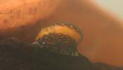 Batik Celebensis Snail 