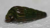 Biwamelania Decipiens 