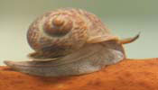 Chocolate Apple Snail 