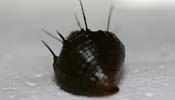 Hair Snail