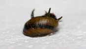 Zebra Thorn Snail 