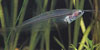 Kryptopterus bicirrhis