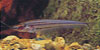 Kryptopterus lais