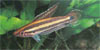 Parosphromenus allani
