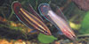 Parosphromenus deissneri