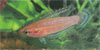 Parosphromenus nagyi