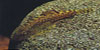 Pseudogastromyzon myersi