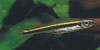 Rasbora agilis