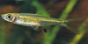 Rasbora bankanensis