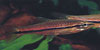 Rasbora elegans