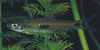 Rasbora elegans